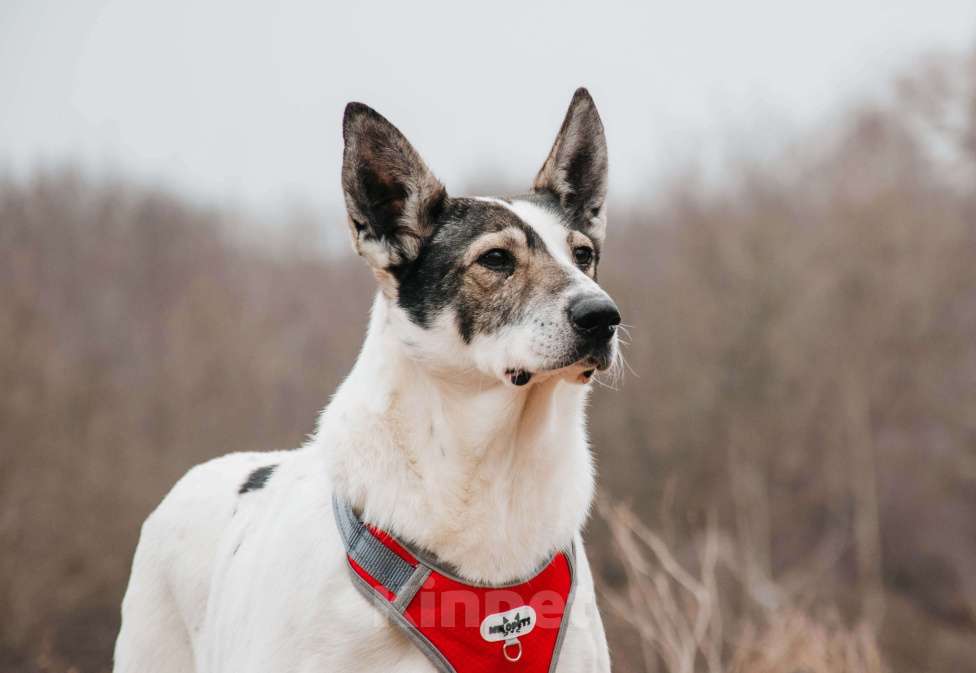 Собаки в Москве: Без глазика, но с большим сердцем. Гоша - уникальный, добрый пёс-друг из приюта в добрые руки Мальчик, Бесплатно - фото 8