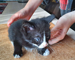 Кошки в Красногорске: Котик в добрые руки Девочка, Бесплатно - фото 3