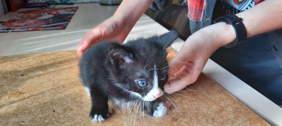 Кошки в Красногорске: Котик в добрые руки Девочка, Бесплатно - фото 3