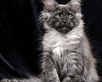 Кошки в Москве: Котён мейн-кун черный дым Девочка, 90 000 руб. - фото 6