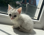 Кошки в Краснодаре: Котёнок в добрые руки бесплатно Девочка, Бесплатно - фото 7