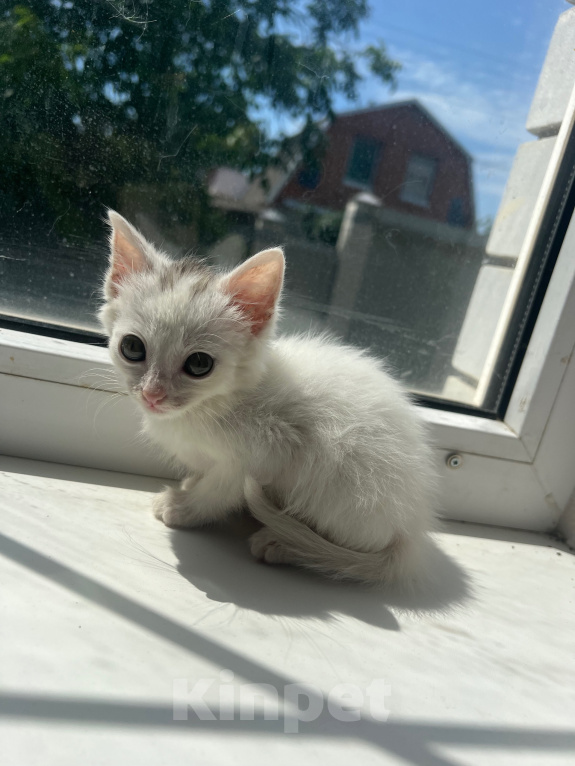 Кошки в Краснодаре: Котёнок в добрые руки бесплатно Девочка, Бесплатно - фото 7
