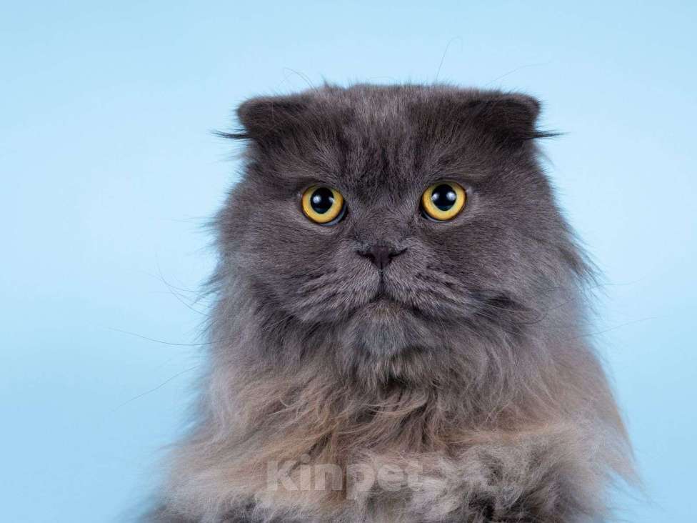 Кошки в Москве: Ласковый кот Помпон в добрые руки Мальчик, Бесплатно - фото 3