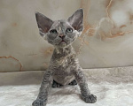 Кошки в Москве: Котенок Девон Рекс голубая крем черепаха Девочка, 80 000 руб. - фото 2