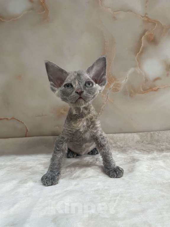 Кошки в Москве: Котенок Девон Рекс голубая крем черепаха Девочка, 80 000 руб. - фото 2