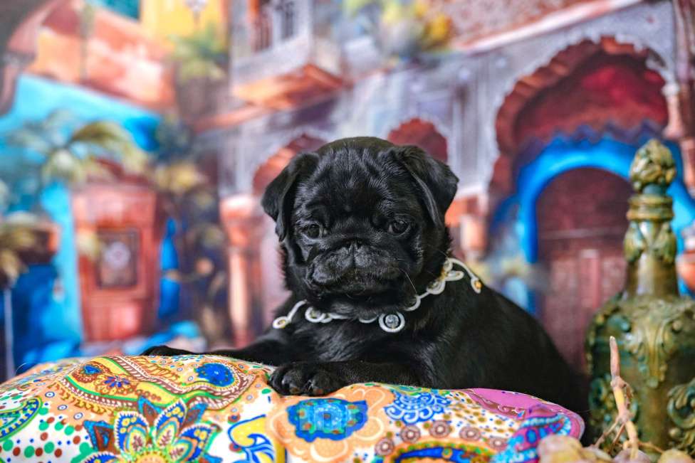 Собаки в Москве: Мопс ( девочка )-Шамаханская Царица. Девочка, 60 000 руб. - фото 1