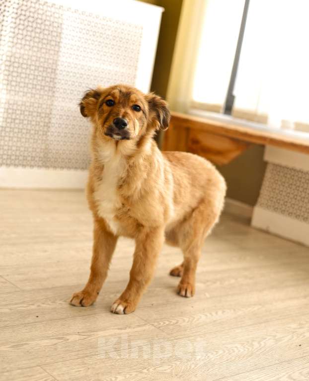 Собаки в Москве: Щенки бесплатно в Москве Девочка, Бесплатно - фото 8