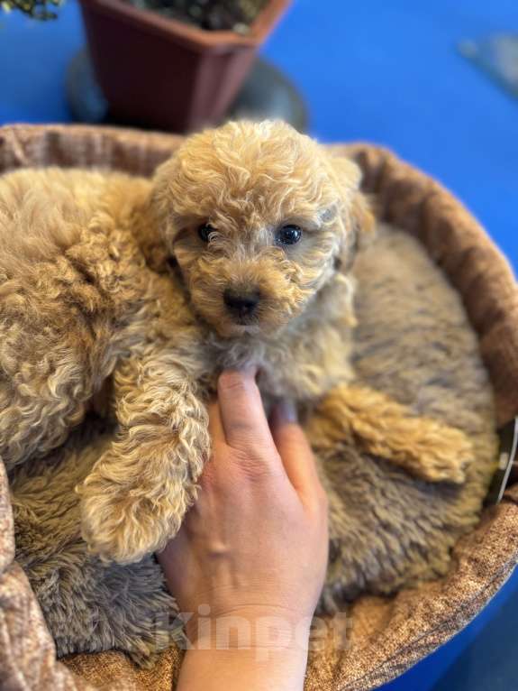 Собаки в Москве: Малыши Мальтипу  Девочка, 50 000 руб. - фото 3