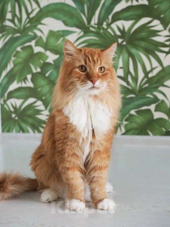 Кошки в Балашихе: Лайм Мальчик, Бесплатно - фото 7