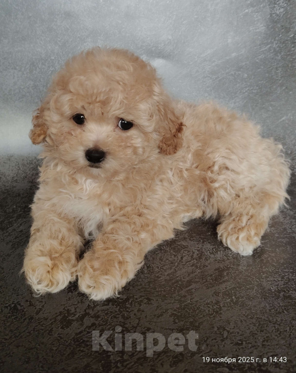 Собаки в Мытищах: Пушон Оскар Мальчик, 180 000 руб. - фото 5