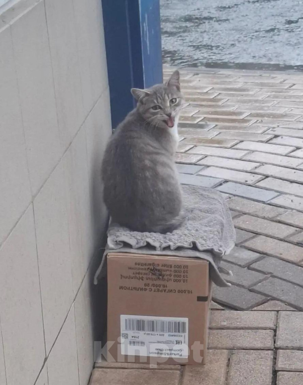 Кошки в Белгороде: Кошечка Муся ищет дом! Девочка, Бесплатно - фото 4