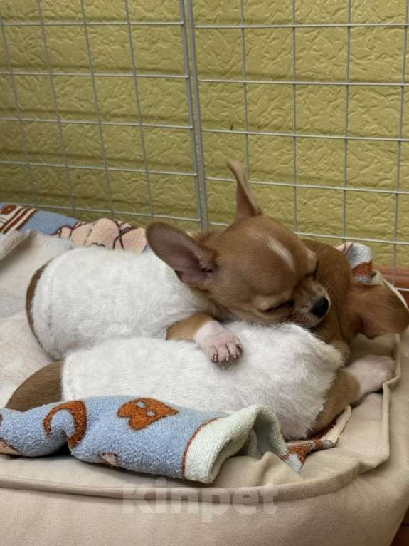 Собаки в Люберцах: Чихуахуа мини девочка  Девочка, 35 000 руб. - фото 3