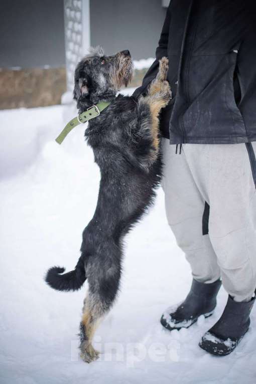 Собаки в Москве: Характер - золото! Метис миттельшнауцера в дар Девочка, Бесплатно - фото 2