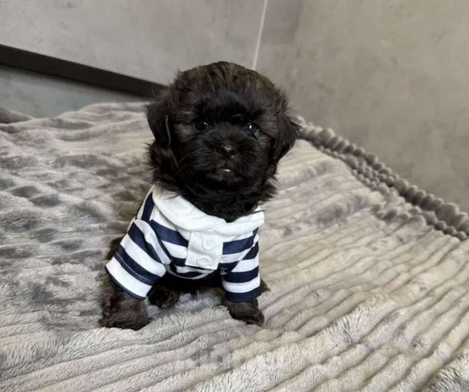 Собаки в Гулькевичах: Мальчишка Мальтипу Мальчик, 60 000 руб. - фото 2