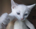 Кошки в Рязани: Котята, Бесплатно - фото 1