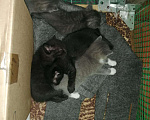 Кошки в Снежногорске: Котята в добрые руки, 10 руб. - фото 5