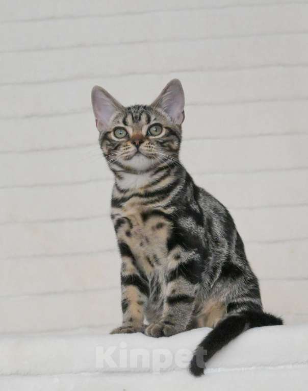 Кошки в Москве: Котята американской короткошерстной породы Мальчик, 70 000 руб. - фото 5