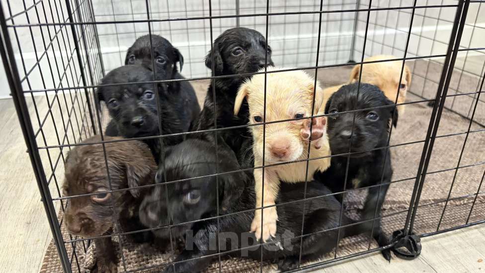 Собаки в Хадыженске: Продам щенят лабрадоров Мальчик, 15 000 руб. - фото 4