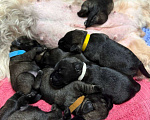 Собаки в Воронеже: Щенки цвергшнауцера перец с солью Разнополые, 70 000 руб. - фото 8