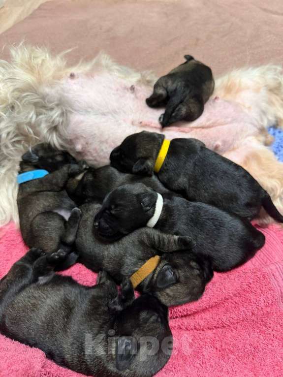 Собаки в Воронеже: Щенки цвергшнауцера перец с солью Разнополые, 70 000 руб. - фото 8