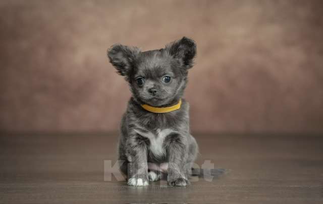 Собаки в Выборге: Девочка длинношерстная голубой окрас Девочка, Бесплатно - фото 1