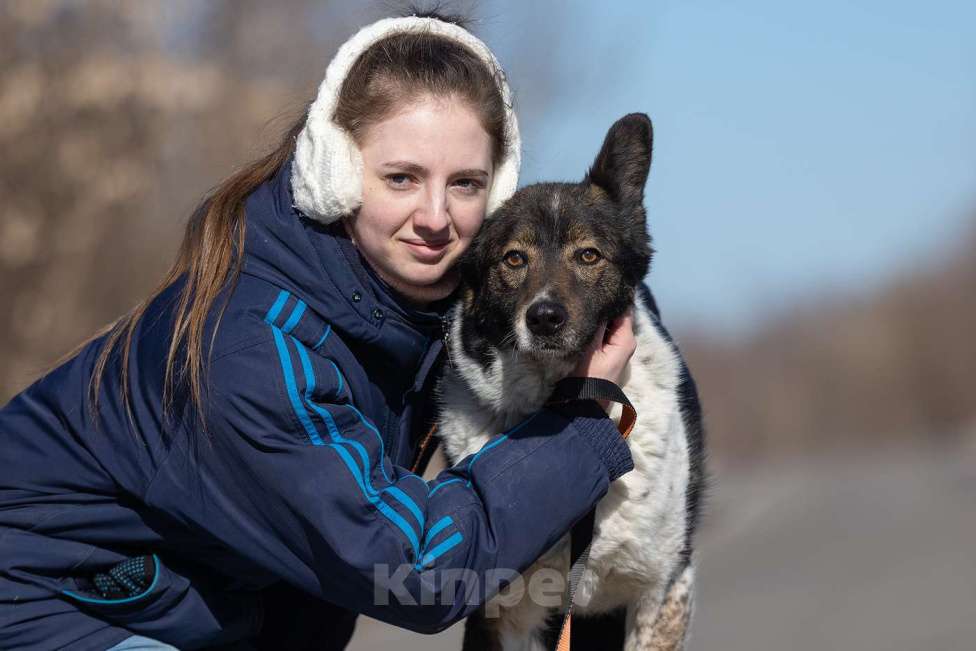 Собаки в Москве: Альянс, скромный нежный мальчик из приюта, ждет свою семью Мальчик, Бесплатно - фото 6