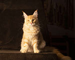 Кошки в Барнауле: Котята мейн-кун Мальчик, 25 000 руб. - фото 1