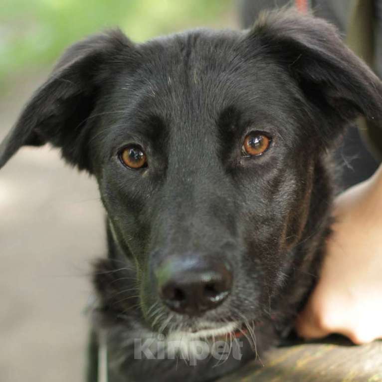 Собаки в Москве: Макао-Лира Девочка, Бесплатно - фото 4