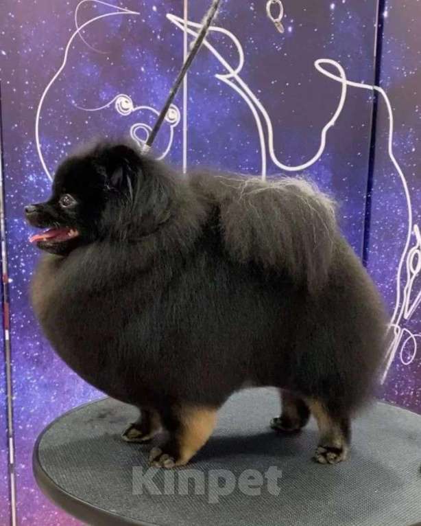 Собаки в Самаре: Шпицы карандаши, 1 руб. - фото 5