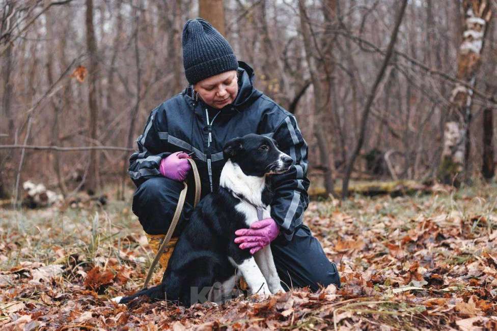 Собаки в Москве: Фелисити - девочка, 2 месяца, ищет дом  Девочка, Бесплатно - фото 5