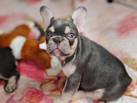 Шикарная лиловая девочка 