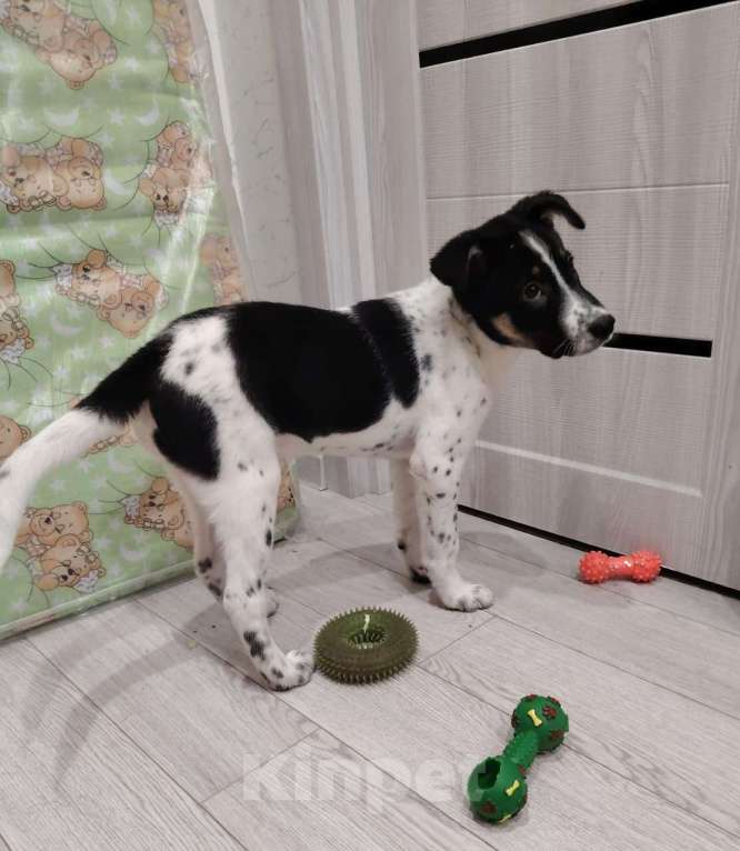 Собаки в Москве: Спайк якутенок Мальчик, Бесплатно - фото 10