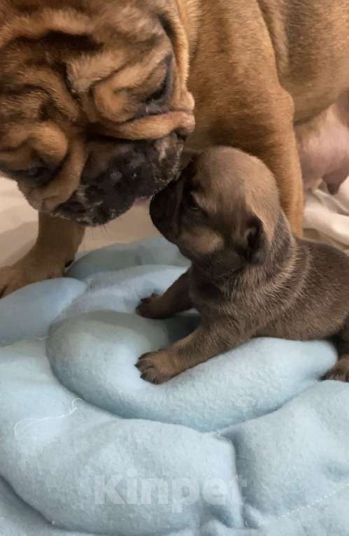 Собаки в Нижнем Новгороде: Щенки французского бульдога Мальчик, 60 000 руб. - фото 1
