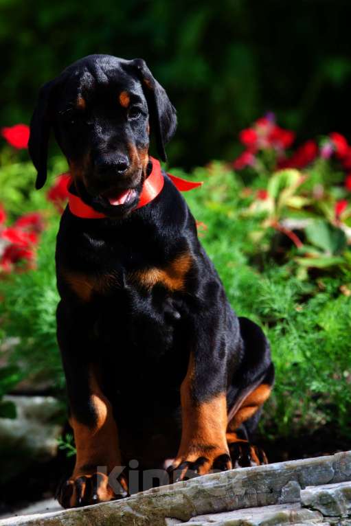 Собаки в Кемерово: Щенки с документами Мальчик, 50 000 руб. - фото 2