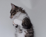 Кошки в Ногинске: Котенок девочка в добрые руки Девочка, Бесплатно - фото 6