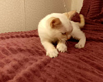 Кошки в Москве: Котёнок в добрые руки  Мальчик, Бесплатно - фото 2