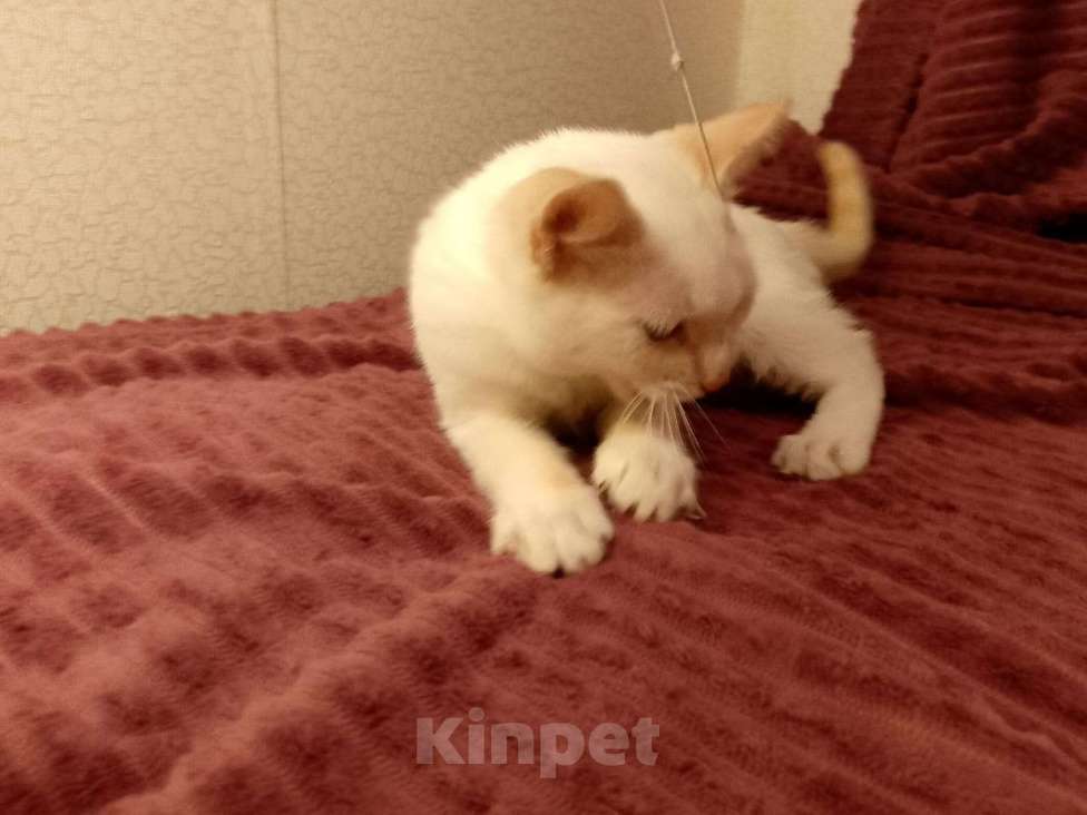 Кошки в Москве: Котёнок в добрые руки  Мальчик, Бесплатно - фото 2