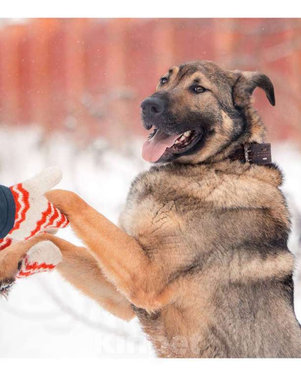 Собаки в других городах Московской области: Чивас ждет чуда Мальчик, Бесплатно - фото 9