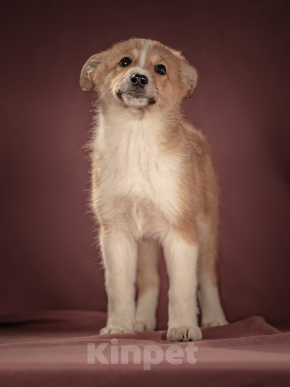 Собаки в Клине: Рейна — солнечная девочка с добрым сердцем, которая станет источником счастья для своей семьи Девочка, Бесплатно - фото 7