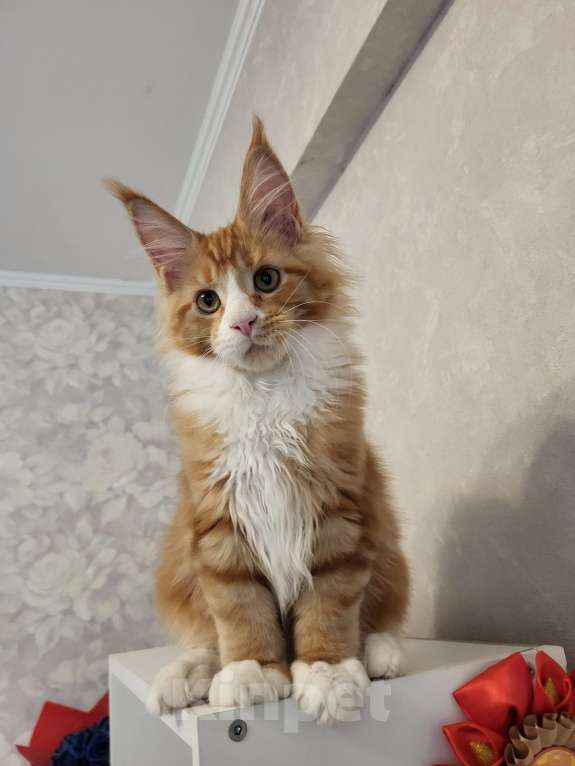 Кошки в Омске: Продаётся котенок мейн- кун Девочка, 60 000 руб. - фото 5