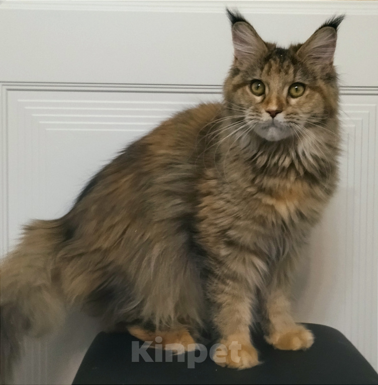 Кошки в Мытищах: Котенок Мейн-кун Девочка, 25 000 руб. - фото 2