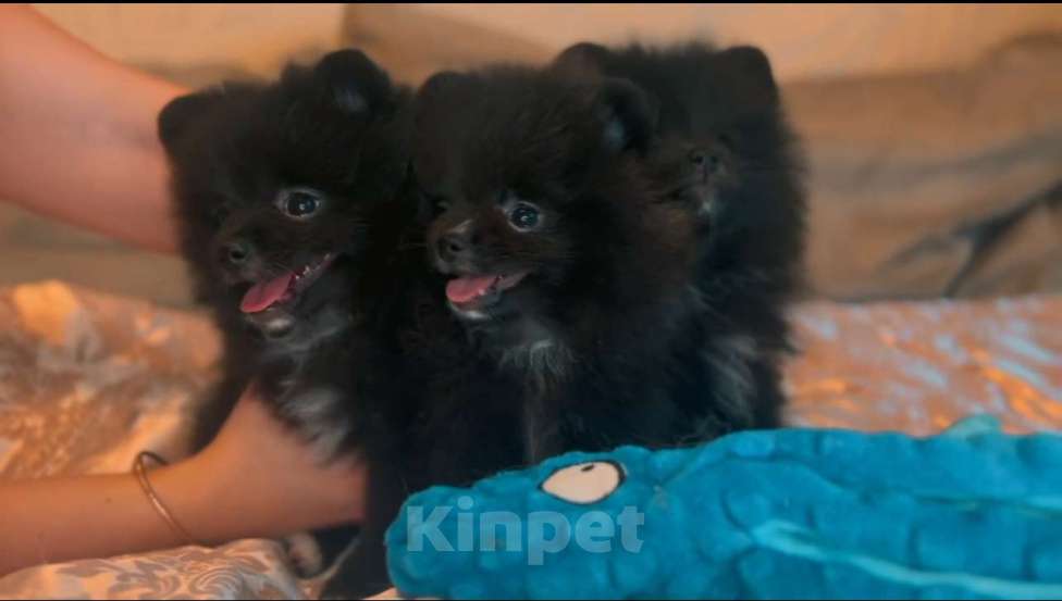 Собаки в Люберцах: Ищут семью 2 девочки и один мальчик  Девочка, 40 000 руб. - фото 8