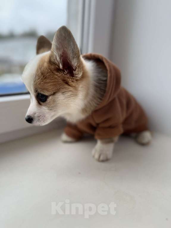 Собаки в Дзержинске: Щенок корги  Девочка, 35 000 руб. - фото 4