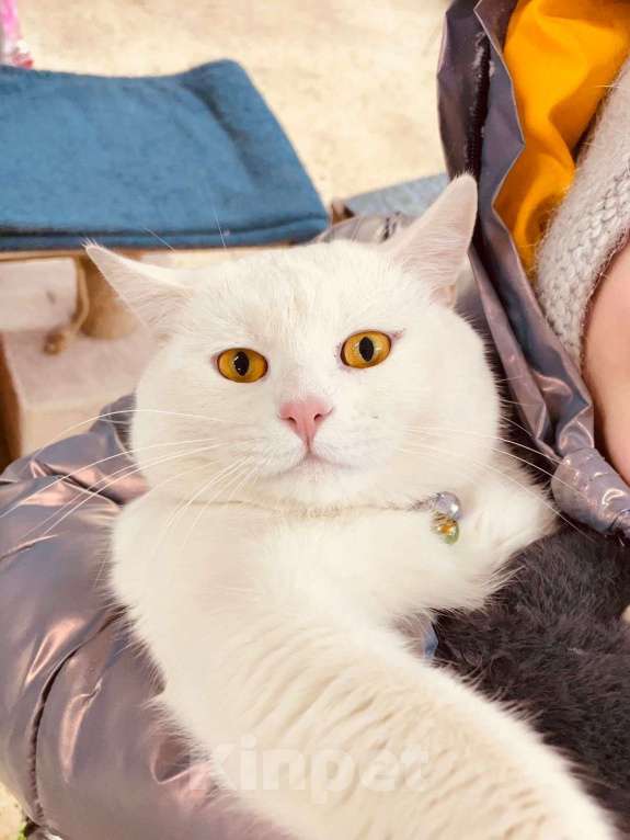 Кошки в Москве: Пропал кот Солнцево Мальчик, Бесплатно - фото 3