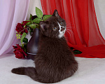 Кошки в Санкт-Петербурге: Британский котик окраса шоколадный биколор Мальчик, 25 000 руб. - фото 3