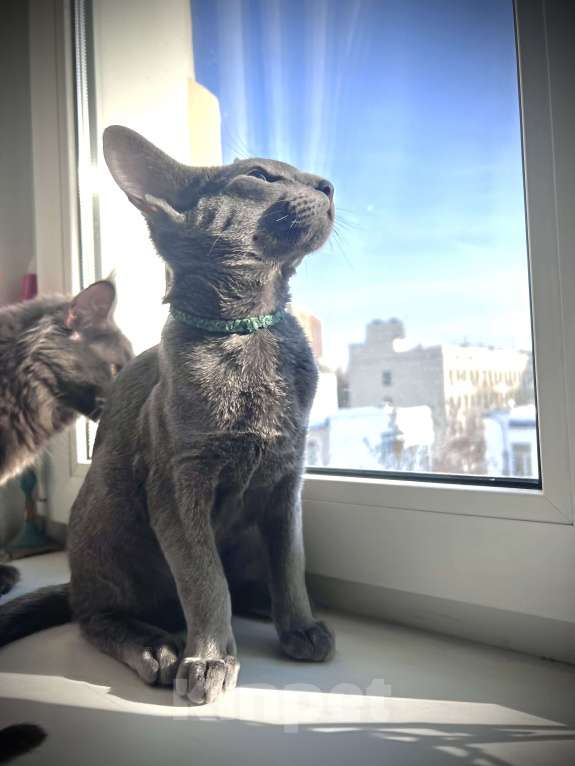 Кошки в Москве: Ориентальный мальчик Мальчик, 40 000 руб. - фото 4