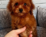 Собаки в Москве: Очень маленький мальчик той пудель Мальчик, 70 000 руб. - фото 1