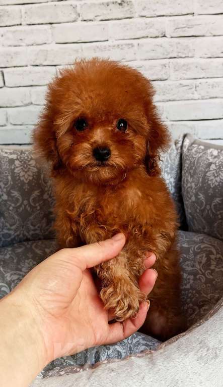 Собаки в Москве: Очень маленький мальчик той пудель Мальчик, 70 000 руб. - фото 1