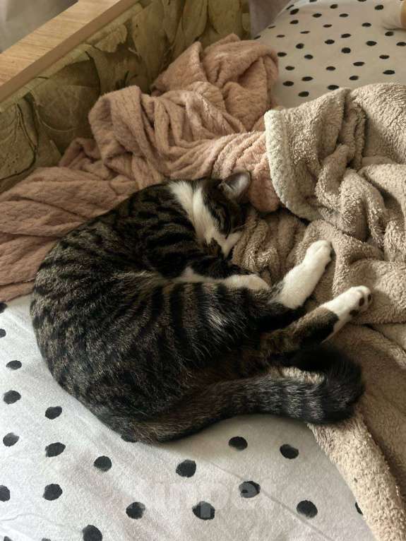 Кошки в Владивостоке: Пропал кот по кличке Эскель Мальчик, 3 000 руб. - фото 3