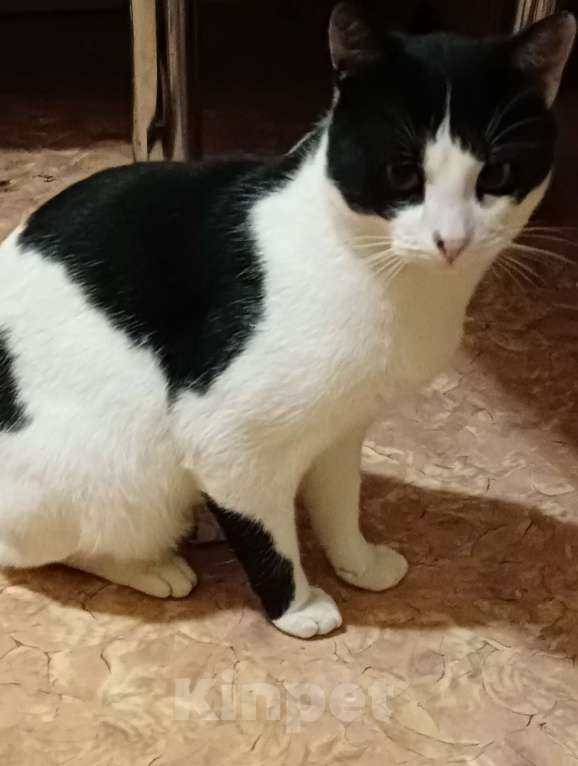 Кошки в Смоленске: Найден кот. Ищу добрые руки  Мальчик, Бесплатно - фото 1